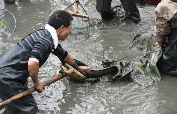 Cá trong đồng hoàn toàn tự nhiên, không phải nuôi nên bán rất được giá. Ảnh: Mytour.