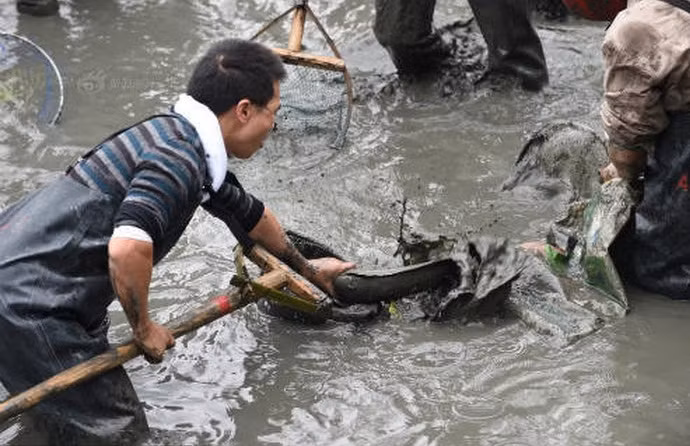 Cá trong đồng hoàn toàn tự nhiên, không phải nuôi nên bán rất được giá. Ảnh: Mytour.