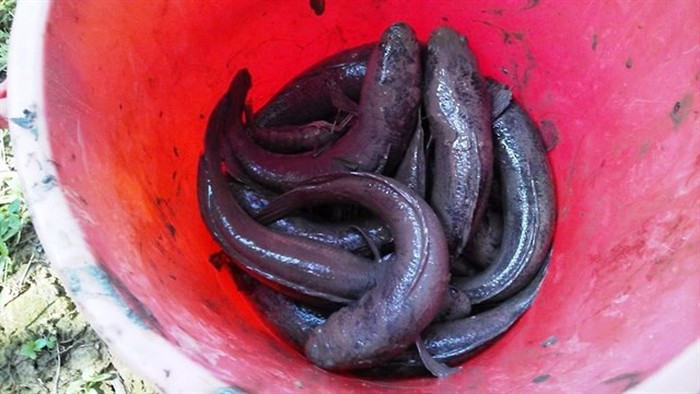  Cá đồng được đựng trong các xô sau khi bắt và sẵn sàng đem ra chợ bán. Ảnh: Zing.