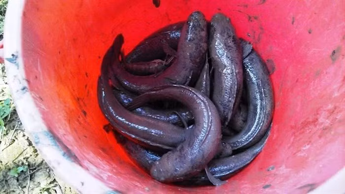  Cá đồng được đựng trong các xô sau khi bắt và sẵn sàng đem ra chợ bán. Ảnh: Zing.