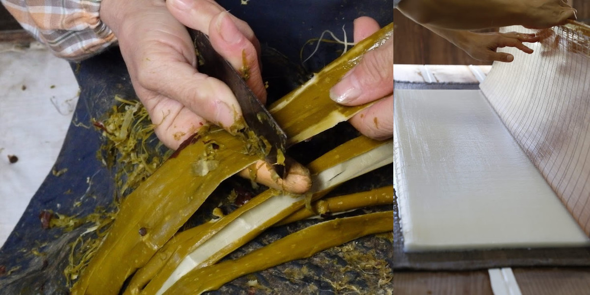 Xử lý thân cây dâu.