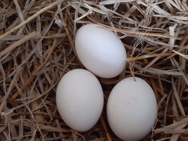 Đặc biệt, dà lông ngược khi phối với gà thường đẻ trứng nở ra vẫn là gà lông ngược. Ảnh: Dân Việt.