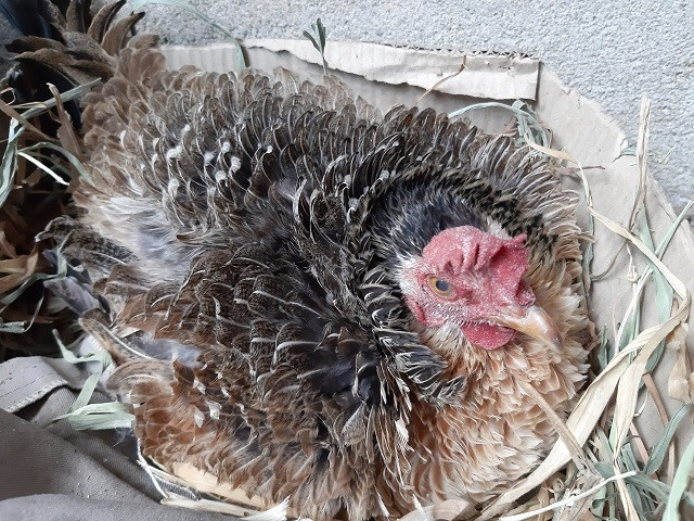 Bên cạnh bộ lông ngược kỳ lạ, thịt loại gà này còn được dân làng đánh giá rất thơm, ngon dai giống gà rừng. Ảnh: Dân Việt.