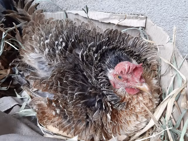 Bên cạnh bộ lông ngược kỳ lạ, thịt loại gà này còn được dân làng đánh giá rất thơm, ngon dai giống gà rừng. Ảnh: Dân Việt.