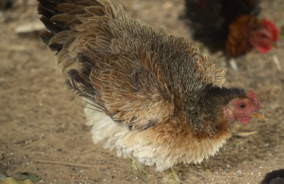 Người dân trong làng cho biết, khi nở ra, bộ lông của con gà bắt đầu mọc ngược lên chứ không dẹp xuống như gà thường. Ảnh: Dân Việt.