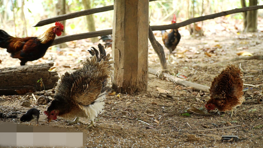 Về thức ăn, gà lông ngược ăn những thức ăn như lúa, ngô, gạo… như những con gà bình thường khác. Ảnh: Người lao động.