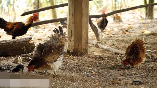 Về thức ăn, gà lông ngược ăn những thức ăn như lúa, ngô, gạo… như những con gà bình thường khác. Ảnh: Người lao động.