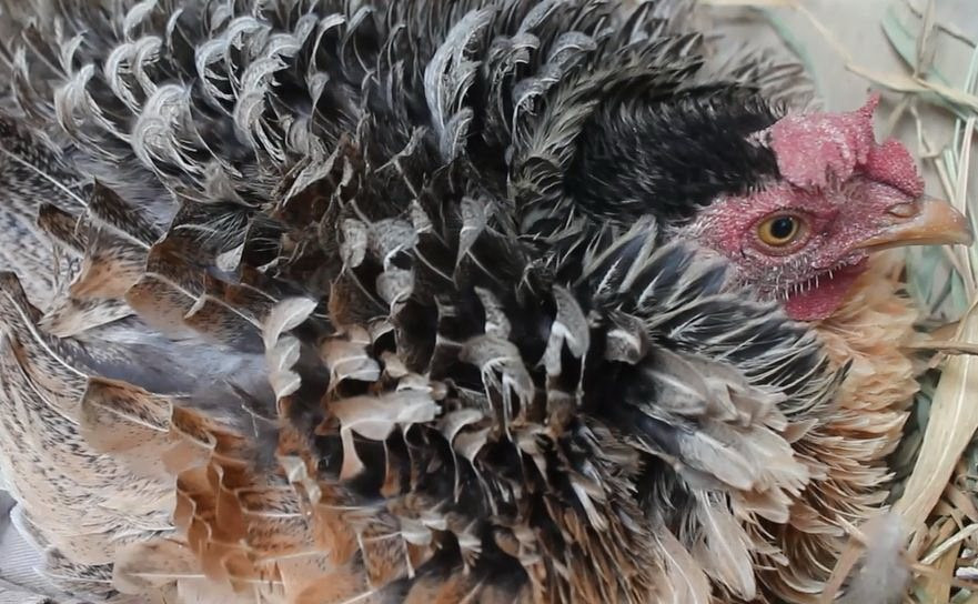 Giống gà này để nhiều trứng nhưng tỷ lệ đậu trứng lại thấp, chỉ khoảng 30%. Thêm nữa, không phải con gà nào nở ra cũng mang trên mình bộ lông ngược. Ảnh: Thegioitiepthi.