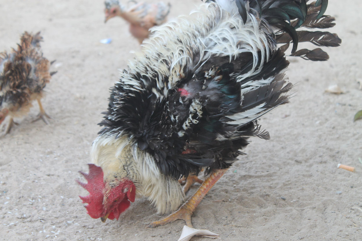 Con gà nhỏ được bán với giá 600.000 đồng, còn một cặp trưởng thành giá khoảng 2 triệu đồng. Ảnh: Thegioitiepthi.