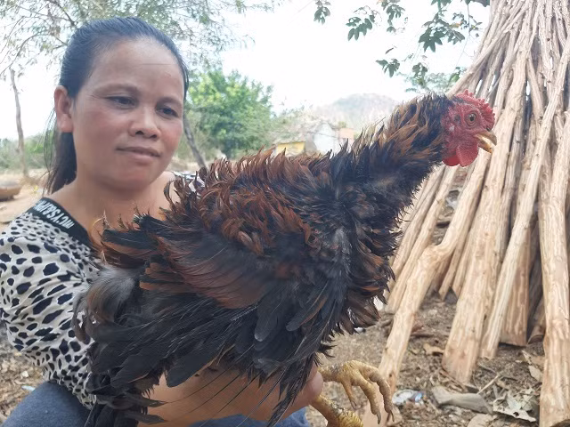 Gà lông ngược độc đáo này cũng được nuôi tại làng Kụm, xã Đắk Tơ Ver, huyện Chư Pah (Gia Lai). Ảnh: Dân Việt.