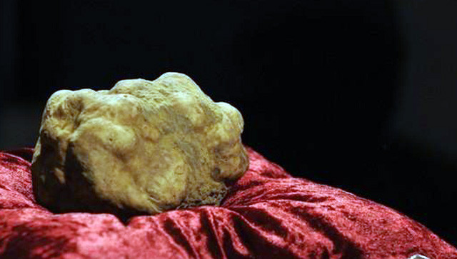 Mức giá kỷ lục cho một cây nấm truffle trắng được ông vua sòng bạc nổi tiếng Macau là Stanley Ho chi vào tháng 12/2007 với mức 330.000 USD cho 1,5kg nấm. Ảnh: Wisegeek.