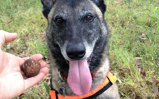 Không chỉ có vậy, người săn nấm truffle phải sử dụng tới heo nòi hoặc những chú chó được huấn luyện riêng để đánh hơi. Ảnh: Wisegeek.