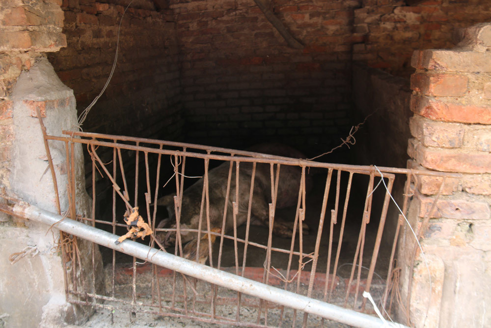 Hằng ngày, ngoài việc nấu ăn quay clip, bà Tân vẫn nuôi lợn, làm ruộng.