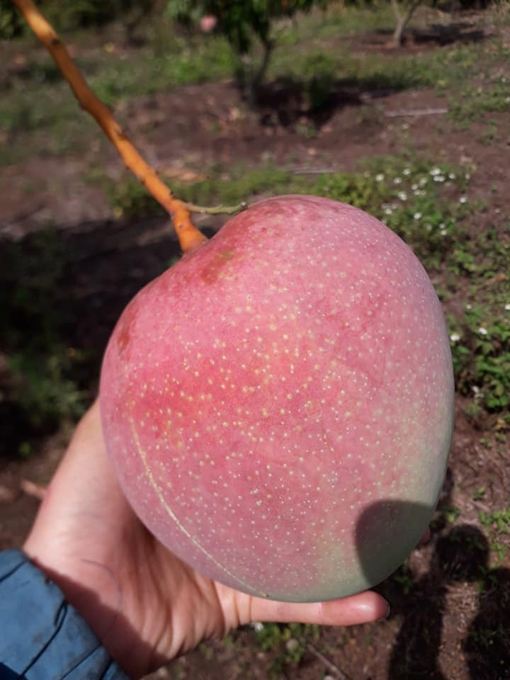 Nhiều quả xoài Úc đạt trọng lượng lên tới 1,3kg. Ảnh: FB Xinhxinh.