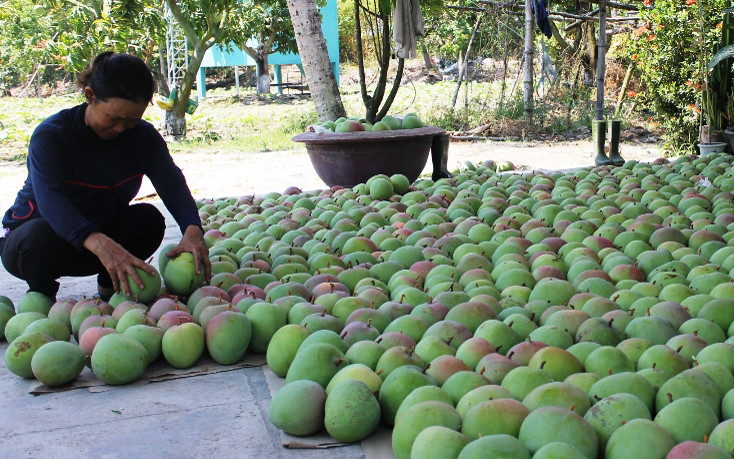 Xoài Úc khổng lồ (có nguồn gốc từ Úc) nổi tiếng với hình dáng tròn như trái táo tây. Ảnh: Trangtraiviet.