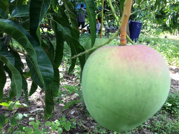 Mặc dù giá bán lên tới 60.000- 70.000 đồng/kg nhưng xoài Úc tại thủ phủ xoài Cam Lâm (Khánh Hòa) vẫn không đủ hàng để bán. Ảnh: Dân Việt.