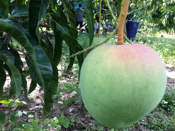 Mặc dù giá bán lên tới 60.000- 70.000 đồng/kg nhưng xoài Úc tại thủ phủ xoài Cam Lâm (Khánh Hòa) vẫn không đủ hàng để bán. Ảnh: Dân Việt.