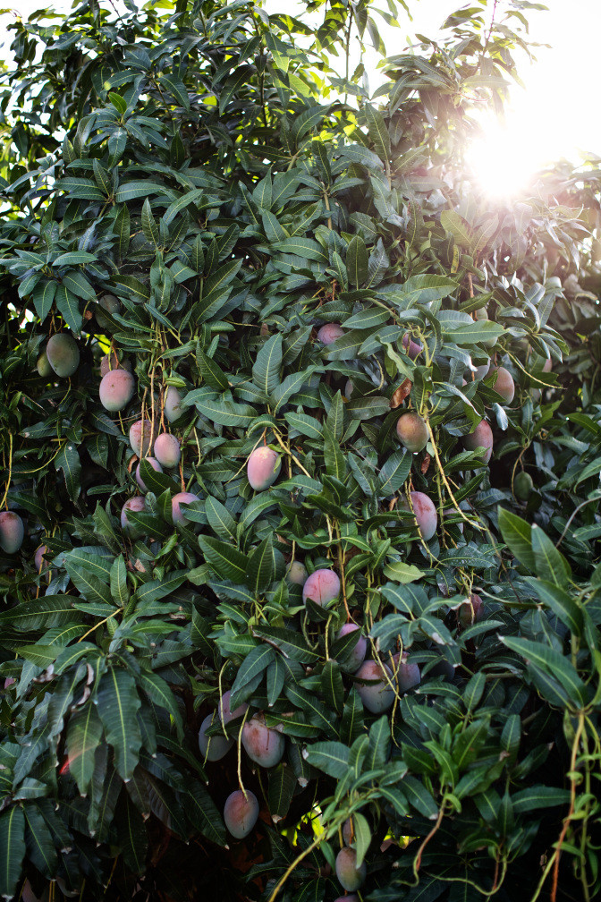 Nếu thời tiết thuận lợi, một cây xoài Úc có thể cho từ 500 - 700kg trái. Ảnh: Internet.