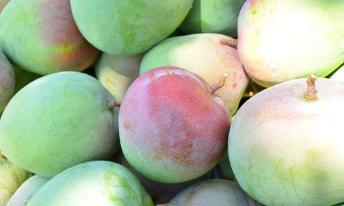 Quả xoài có màu xanh pha hồng đỏ, khi chín có màu vàng tươi đẹp mắt. Ảnh: Facebook.