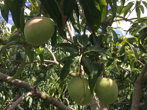 Nhà trồng nhiều có thể thu tới vài tấn xoài trong dịp Tết. Ảnh: Dân Việt.