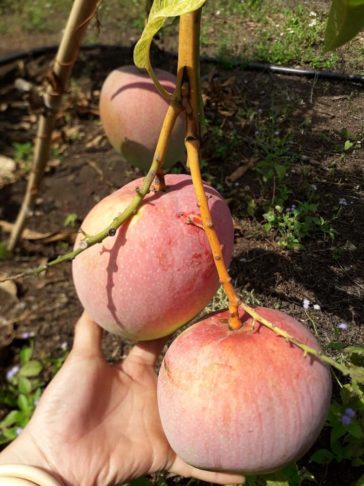 Thịt xoài vàng, chắc ngon, ít xơ, mùi thơm và hạt rất nhỏ. Ảnh: FB Xinhxinh.