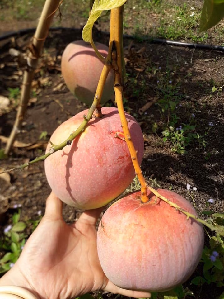 Thịt xoài vàng, chắc ngon, ít xơ, mùi thơm và hạt rất nhỏ. Ảnh: FB Xinhxinh.