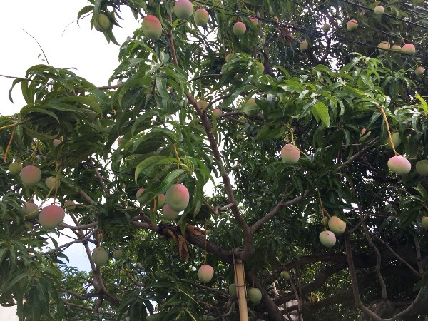 Để có xoài phục vụ thị trường Tết Nguyên đán, các nhà vườn ở Cam Lâm phải xử lý cho ra hoa từ tháng 9. Ảnh: Dân Việt.