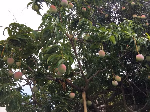 Để có xoài phục vụ thị trường Tết Nguyên đán, các nhà vườn ở Cam Lâm phải xử lý cho ra hoa từ tháng 9. Ảnh: Dân Việt.