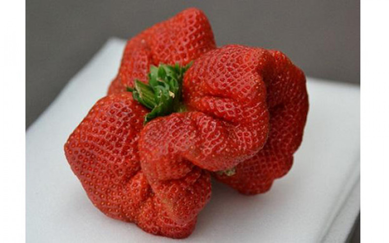 Những quả dâu tây Nhật Bản có hình xòe ra giống chiếc quạt giấy, vỏ màu đỏ mọng cũng được nhiều người săn lùng. Ảnh: Phunuvietnam.