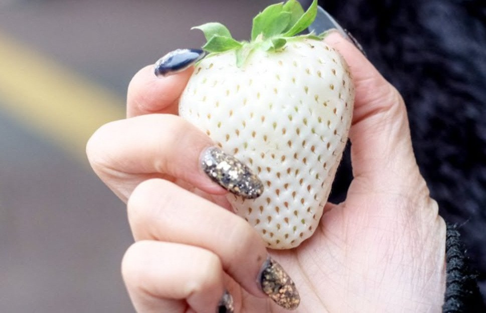 Tại Việt Nam, dâu tây bạch tuyết cũng được giới nhà giàu lùng mua với giá 1,6 triệu đồng/kg, đắt gấp đôi dâu tây Hà Quốc và gấp 12-16 lần dâu tây Đà Lạt. Ảnh: VTC14.