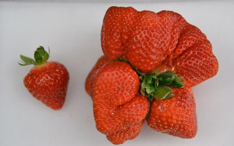 Khách hàng muốn mua dâu tây khổng lồ phải đặt trước từ 3 ngày đến 1 tuần mới có hàng. Ảnh: Phunuvietnam.