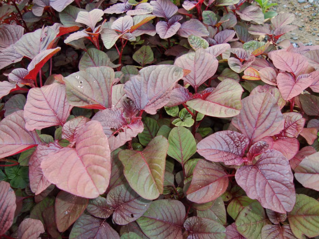 Rau de nhat “bo mau, truong tho”, giau canxi, dai gi khong an