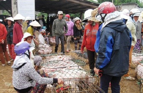 Nằm bên quốc lộ 1A trên diện tích khoảng hơn 500 m2, chợ Heo hoạt động từ 6h sáng đến khoảng 9 -10h thì tan. Ảnh: Dân Việt.