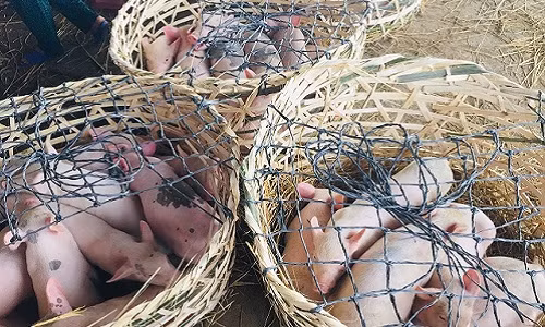 Các giống heo có mặt ở chợ Heo bao gồm heo chăn nuôi thuần chủng cho đến heo lai giống của Mỹ, Pháp, Anh, Nhật, Thái Lan… và cả heo rừng lai. Ảnh: Kinhtedothi.