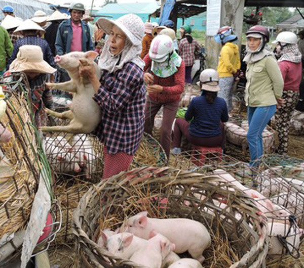 Heo sữa một tháng tuổi giá từ 250.000 đến 350.000 đồng/con; heo 2 - 3 tháng tuổi sẽ có giá từ 600.000 đến 800.000 đồng/con. Ảnh: Vietnamnet.