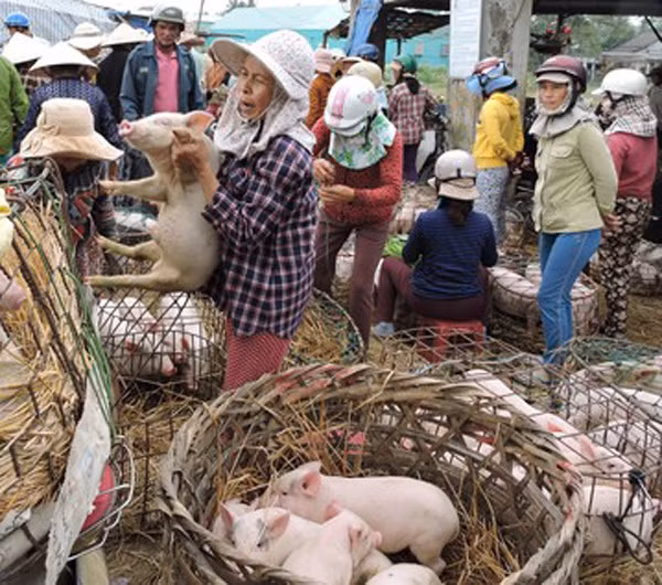 Heo sữa một tháng tuổi giá từ 250.000 đến 350.000 đồng/con; heo 2 - 3 tháng tuổi sẽ có giá từ 600.000 đến 800.000 đồng/con. Ảnh: Vietnamnet.