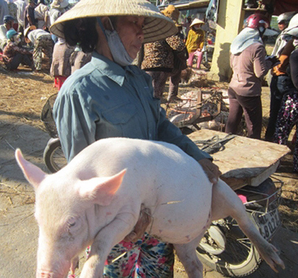 Mỗi lượt bồng heo nhỏ, người bồng được trả 500 đồng, con lớn thì 1.000 đồng. Trung bình mỗi ngày thợ bồng heo kiếm được hơn 100.000 đồng. Ảnh: Vietnamnet.