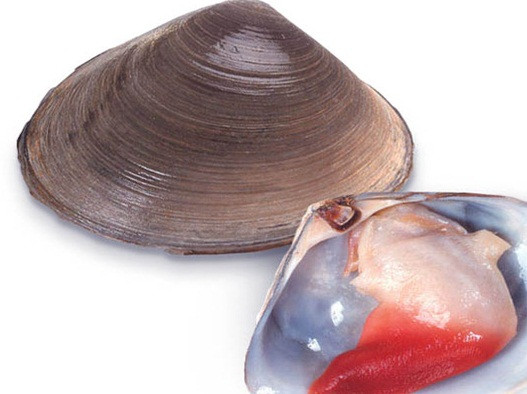 Loại sò này thường đào hang trong vùng biển ngoài khơi Quebec, Nova Scotia và Newfoundland thuộc Canada. Ảnh: Haisannhapkhau.