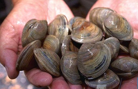 So do Canada trieu dong/kg cho nha giau an Tet