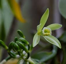 Một lý do khiến vani trở nên đắt đỏ là vani thường sử dụng được tinh chiết từ lớp tinh thể bám trên hạt vani nằm trong quả.