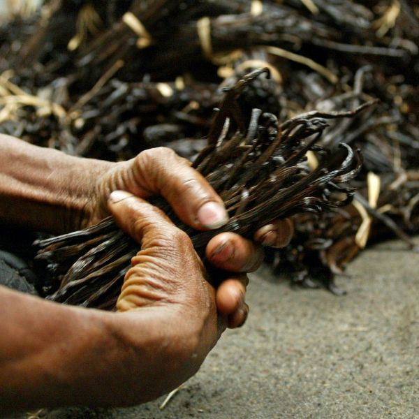 Năm 2014, mỗi kg quả vani có giá 80 USD (hơn 1,8 triệu đồng). Chỉ 3 năm sau, con số này đã nhảy vọt lên 600 USD (gần 14 triệu đồng)/kg và thời điểm hiện tại nó đang ổn định ở mức 500 USD (gần 11,6 triệu đồng)/kg.