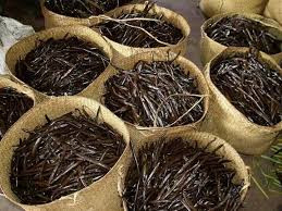 Không dừng lại ở đó, quá trình xử lý sau thu hoạch cũng công rất công phu. Thông thường cần khoảng 3 tháng để có được thành phẩm là những trái vani màu nâu đen với lớp vỏ nhăn nheo.