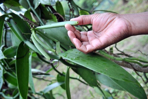 80% lượng cây vani trên thế giới đều được trồng ở vùng Đông Bắc của Magagascar. Tại đây, những bông hoa phải được thụ phấn bằng tay.