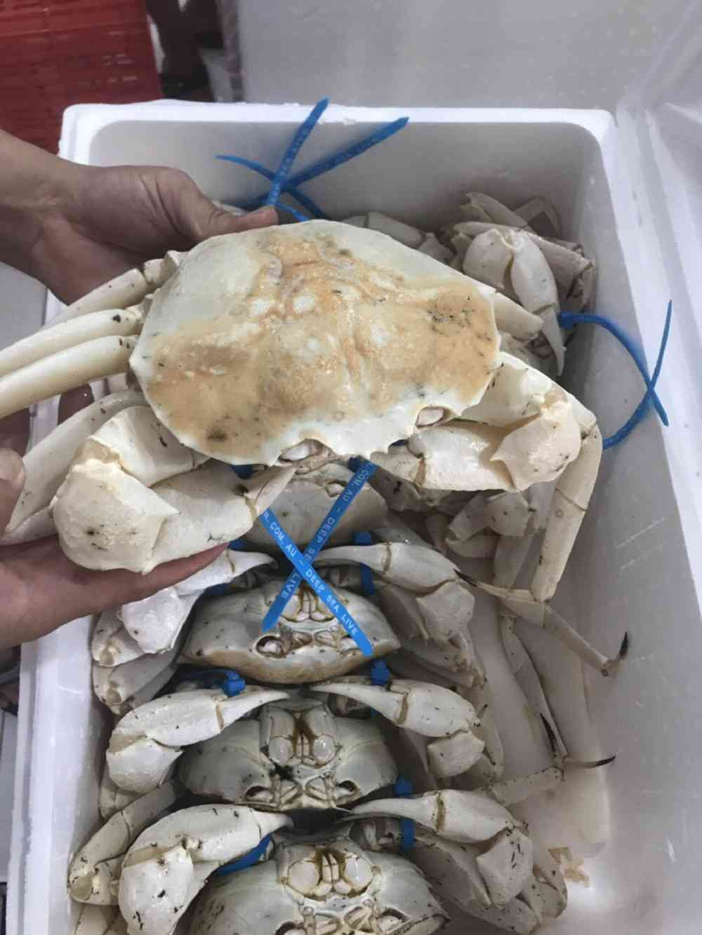 Cua pha lê sống rất dai, có thể xuất khẩu đi được nhiều nước trên thế giới nhưng số lượng cua khai thác vẫn được kiểm soát chặt chẽ. Ảnh: Dân Việt.