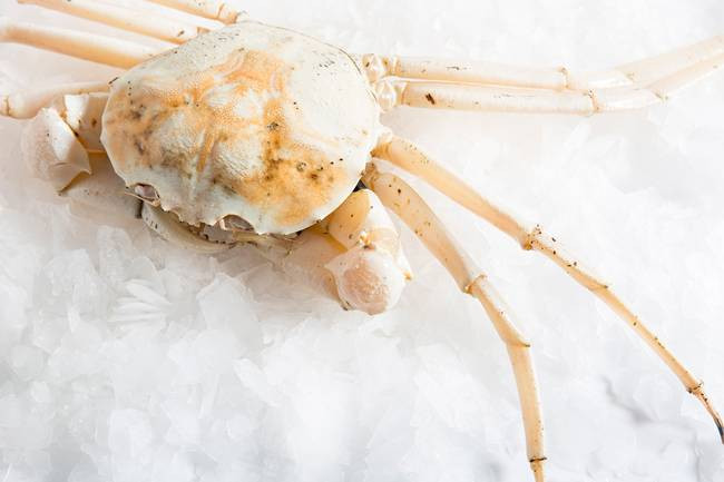 Mai cua to, màu trắng trong như một khối pha lê dưới đáy đại dương. Ảnh: Dân Việt.