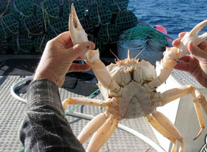 Chị Hoài (quận 2, TP HCM) cho biết vừa tìm mua được con cua pha lê Úc nặng 1,5 kg với giá hơn 3 triệu đồng. Ảnh: Hieuhaisan.