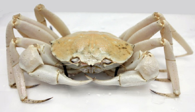 Với giá bán từ 2 - 2,5 triệu đồng/kg, tính ra để được thưởng thức một con cua pha lê, người mua phải bỏ ra vài triệu đồng. Ảnh: Haisaihoanglong. Ảnh: Dân Việt.