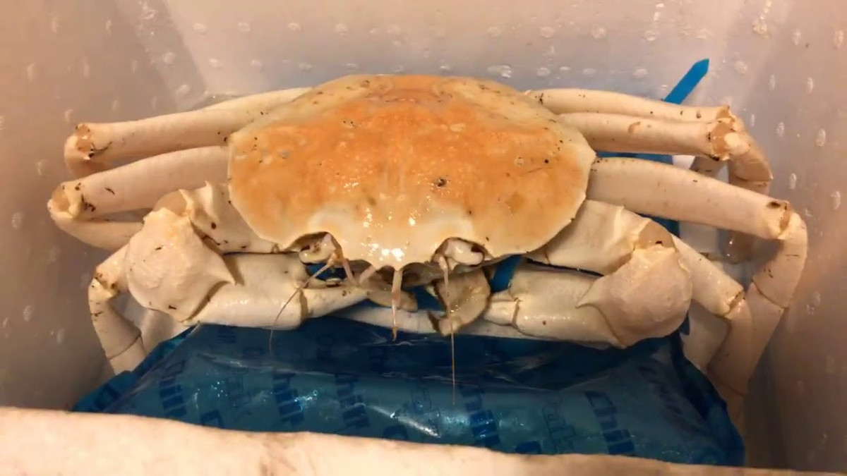 Anh Hùng cho biết, cua pha lê Australia chỉ có ở cửa hàng thực phẩm chuyên hàng xách tay nên số lượng không nhiều. Ảnh: Haisanhoanglong.