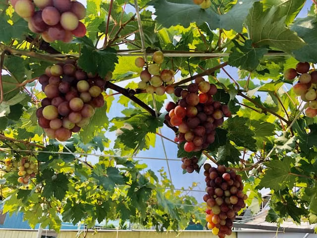 Trên sân thượng tầng 3 của chị Nguyễn Thị Nga (ở phường Chánh Lộ, TP. Quảng Ngãi) có một vườn nho sai trĩu quả khiến ai nhìn cũng thích thú. Ảnh: Dân Việt.