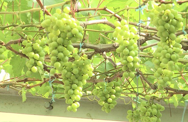 Vườn nho rộng khoảng 400m2 với 30 gốc nho, bao gồm nho đỏ và nho xanh. Ảnh: Saigontv.